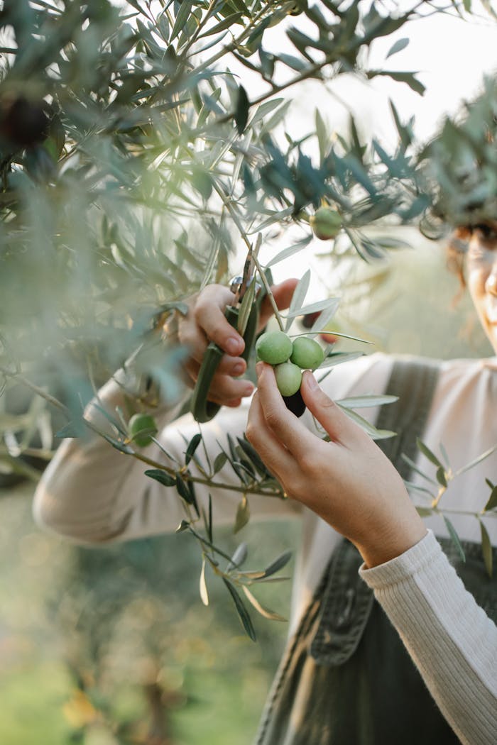 A woman harvesting green olives from an olive tree in a sunny orchard.