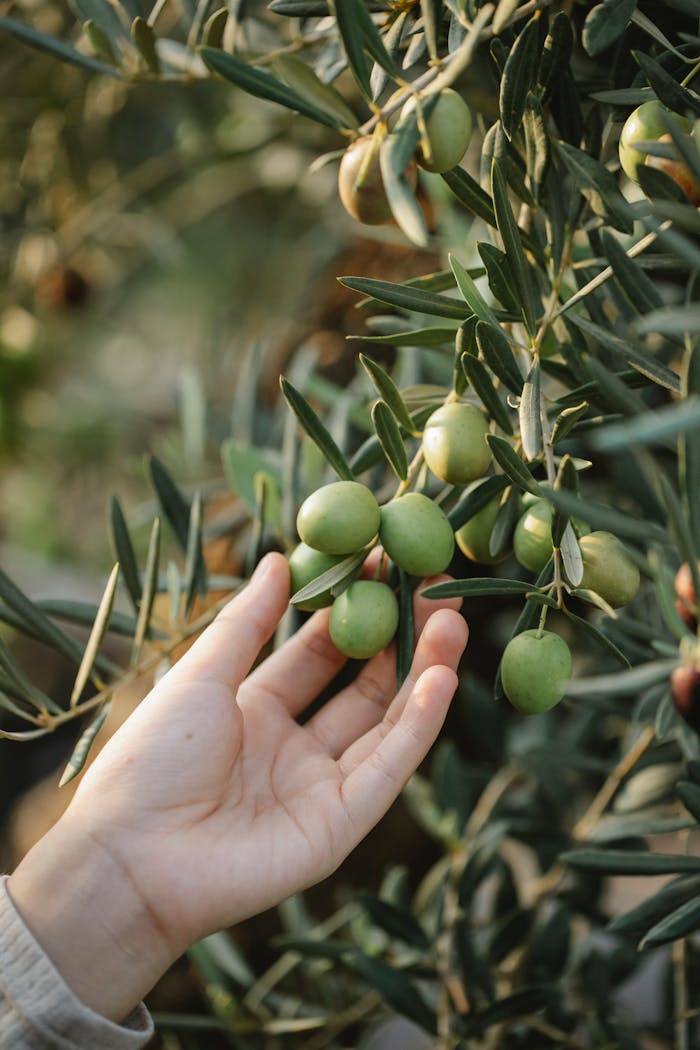 Crop unrecognizable gardener picking organic green olives ripening on lush tree in agricultural garden