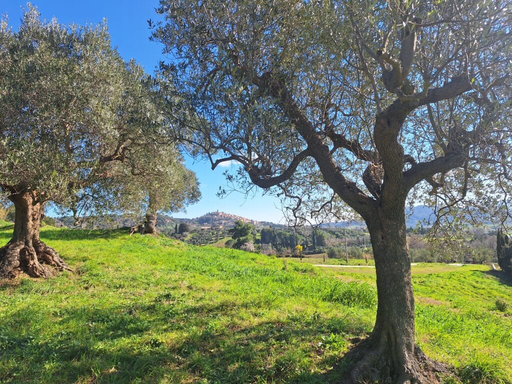 olive orchard - treggiaia