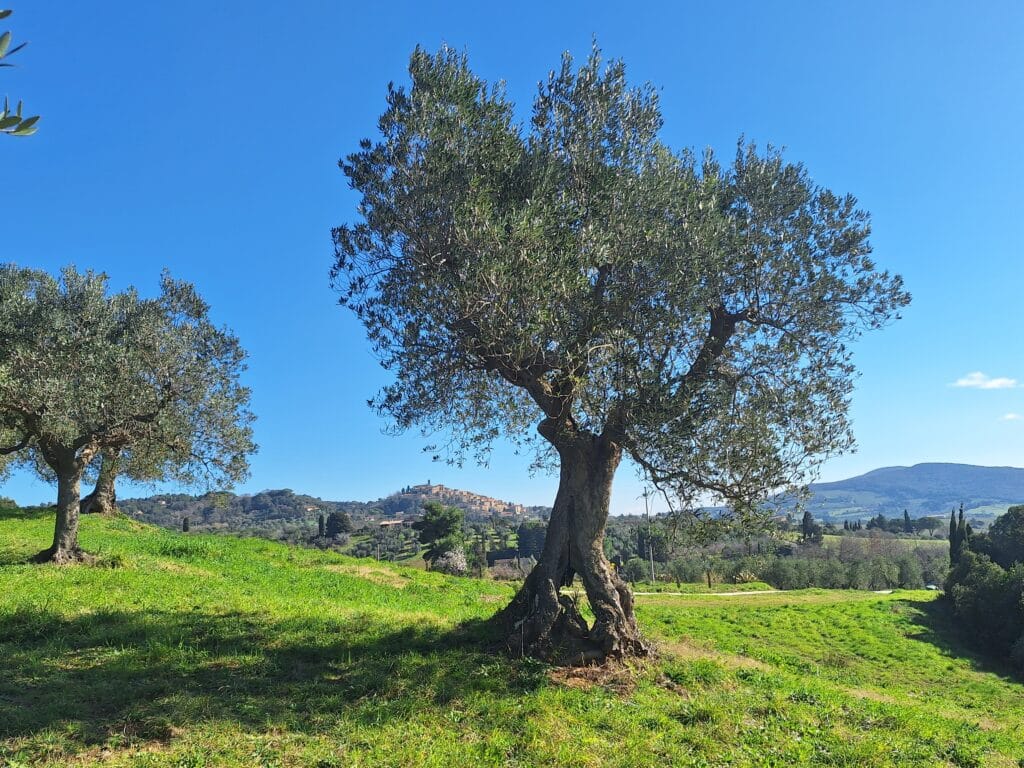 olive tree and casale marittimo - treggiaia
