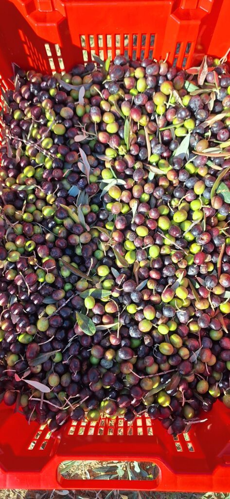 freshly harvested olives - podere treggiaia