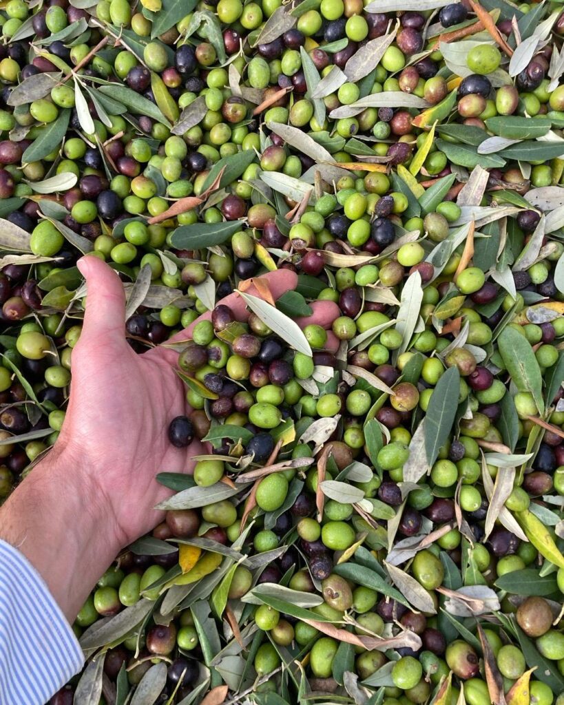 olives with a hand - podere treggiaia